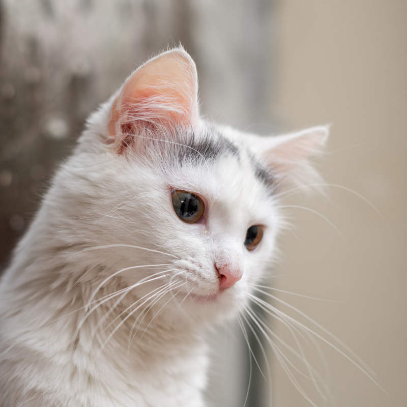 Alpha spirit cat 2024 food