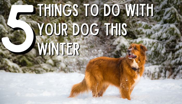 Five Things to do With Your Dog This Winter