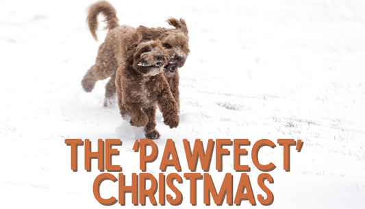 How To Give Your Dog the ‘Pawfect’ Christmas