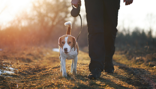 The Benefits of Daily Dog Walks, For You and Your Four-Legged Friend