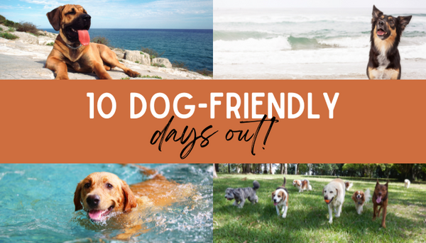 10 Dog-Friendly Days Out