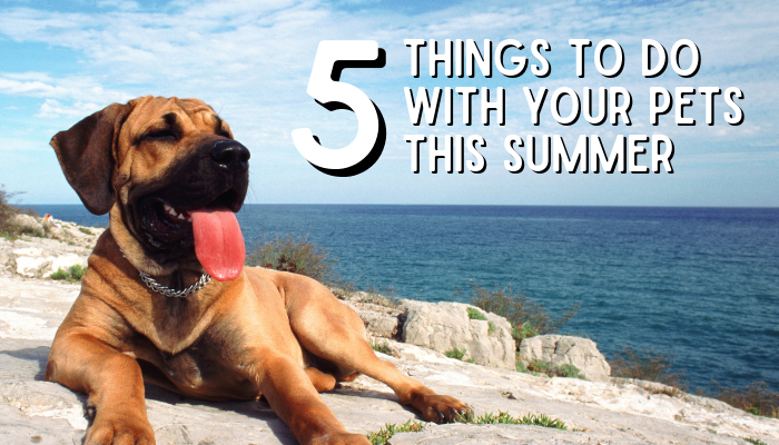 5 Things To Do With Your Pets This Summer