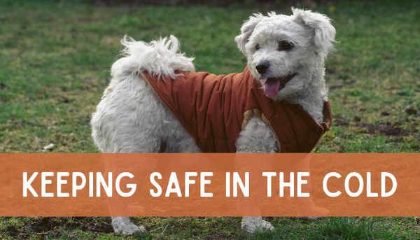 Keeping Your Pet Safe in the Cold