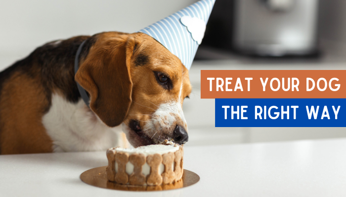Dog-Friendly Birthday Cake 🎂