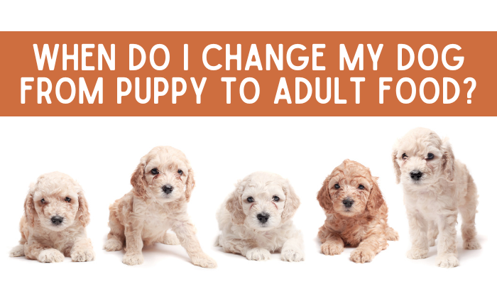 Puppy to Adult Weaning