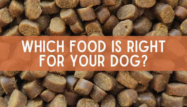 Which of our foods is right for your dog?