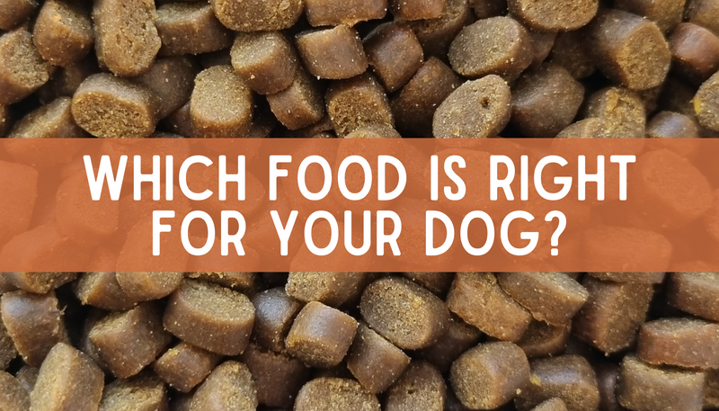 Which of our foods is right for your dog?