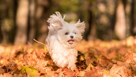 5 THINGS TO DO WITH YOUR DOG THIS AUTUMN